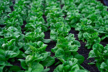 Greenhouse Hydroponic Vegetable Farm Fresh vegetable salad grown in the garden. Fresh vegetables...