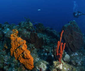 Fototapeta na wymiar Grand Cayman Scuba Diving Photos