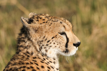 portrait picture of a cheetah in Maasai Mara NP