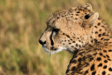 portrait picture of a cheetah in Maasai Mara NP