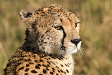 portrait picture of a cheetah in Maasai Mara NP