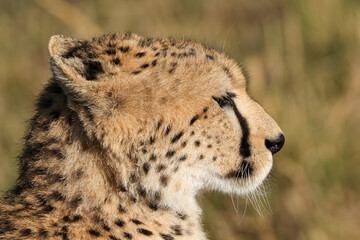 portrait picture of a cheetah in Maasai Mara NP