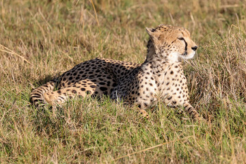 a cheetah in the grasslands of Maasai Mara NP