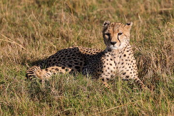 a cheetah in the grasslands of Maasai Mara NP