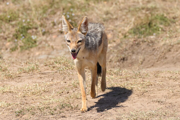 black backed jacak in Maasai Mara NP