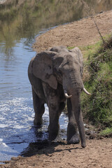 Obraz premium african elephant in the waters of mara river