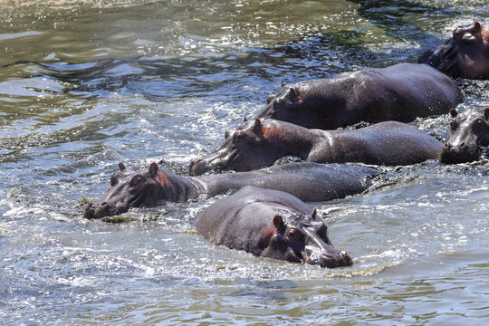 a group of hippos in the waters orf mara river