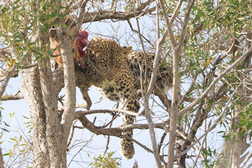 leopard with its prey on a tree in Maasai Mara NP