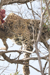 leopard with its prey on a tree in Maasai Mara NP