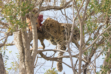 leopard with its prey on a tree in Maasai Mara NP