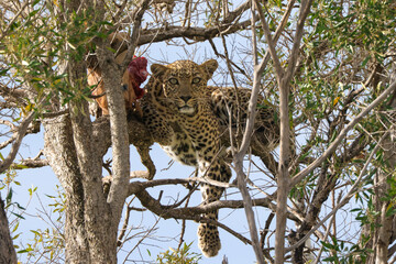 leopard with its prey on a tree in Maasai Mara NP