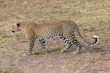a single leopard walks in the savanna of Maasai Mara NP