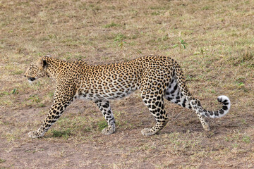 a single leopard walks in the savanna of Maasai Mara NP