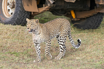 leopard on hunt with a part of a safari car in background