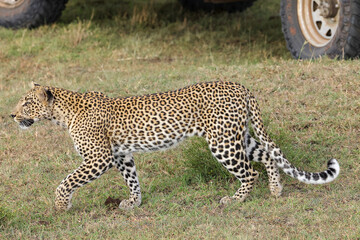 a single leopard walks in the savanna of Maasai Mara NP