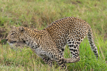 running leopard on hunt in Maasai Mara NP