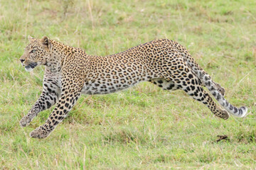 running leopard on hunt in Maasai Mara NP