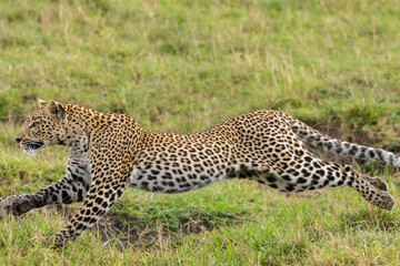running leopard on hunt in Maasai Mara NP