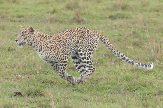 Running Leopard