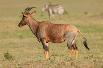 topi antelope in Maasai Mara NP