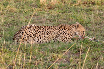 cheetah eats its prey in Maasai Mara NP