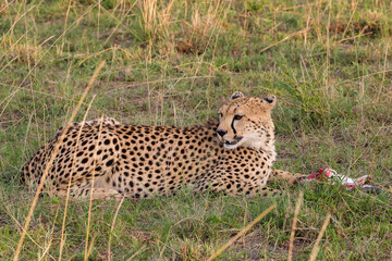 cheetah eats its prey in Maasai Mara NP