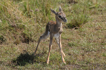Naklejka na ściany i meble thompson gazelle baby in Maasai Mara NP