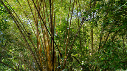bamboo grove overrun by capuchin monkeys - 731856650