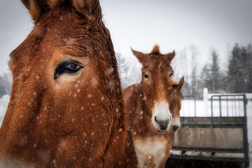 Three Mules in the Snow