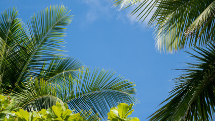 palm tree on sky - 731856820
