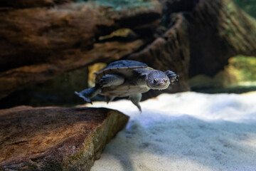 Long-necked turtle under the surface.