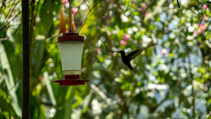 Hummingbird at a feeder in the rainforest