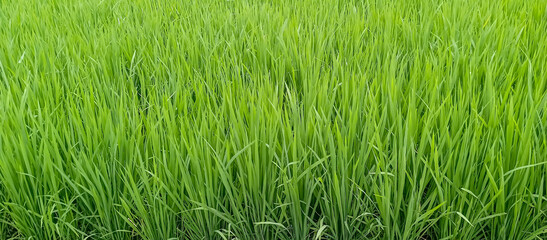 Rice plants are paddy fields