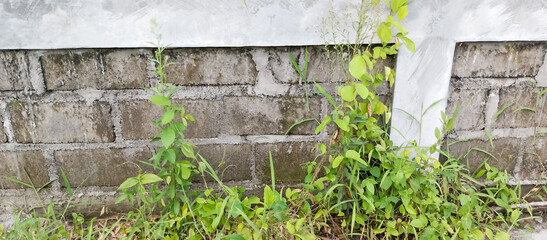 Cement fence wall with grass front