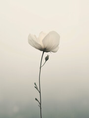 Fototapeta premium Delicate white flower in foggy background. Serenity and tranquility concept. Background for wall art, digital content or meditation