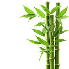 Fototapeta na wymiar Green Bamboo Shoot Isolated on Transparent or White Background, PNG
