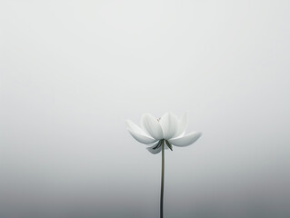 Delicate white flower in foggy background. Serenity and tranquility concept. Background for wall art, digital content or meditation