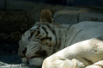 ホワイトタイガー