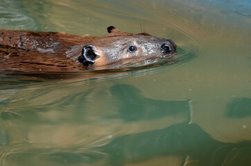 Fototapeta premium ビーバー