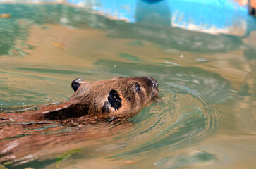 Fototapeta premium ビーバー