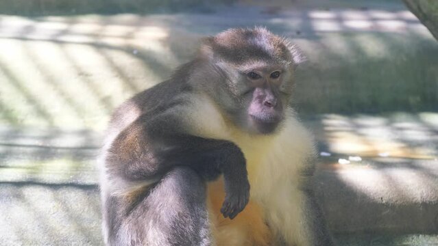 Terrestrial primate, Rhesus macaque, staring at camera with fur, snout, and paw