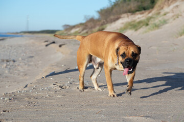 majorca mastiff dog on the beach