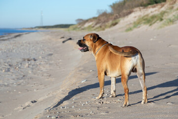 majorca mastiff dog on the beach
