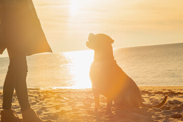 woman playing with majorca mastiff dog on the beach - obrazy, fototapety, plakaty