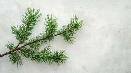 branch of a pine for Christmas tree decoration, copy space ready