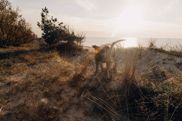 the grass in the field