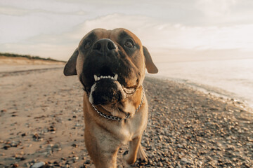 Obraz premium dog on the beach