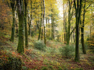 Fototapeta na wymiar Idless woods in autumn colours bright yellow near truro cornwall uk 