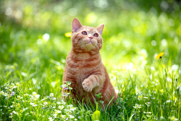 Naklejka na ściany i meble Cat with a paw in the air in nature outdoors. A ginger kitten sits on a flower lawn on a sunny summer day.