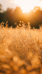 golden hour sunlight creating natural bokeh in a field, serene